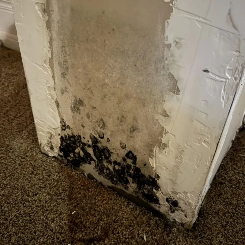 Professional Mold Removal in Fort Lee, VA